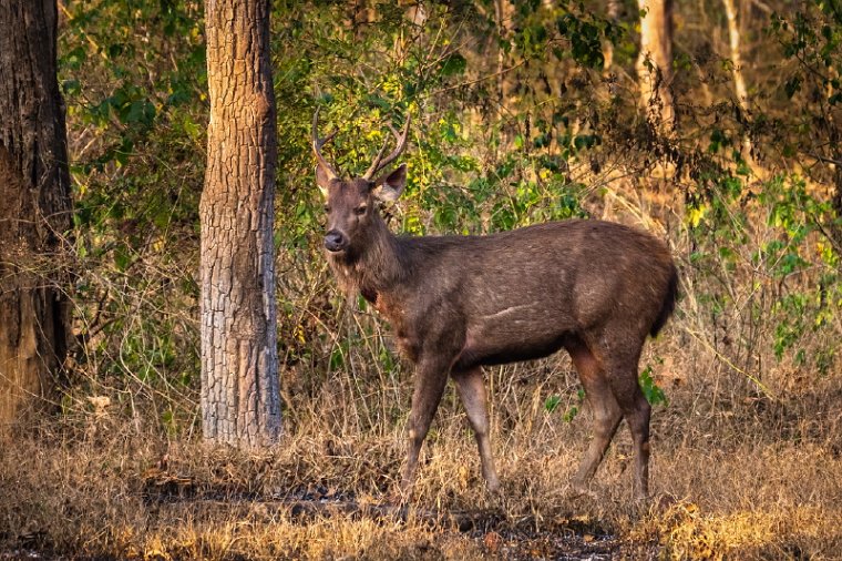 143 Nagarhole NP.jpg